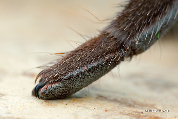 Spiders have Tiny Adorable Paws, and it may Change the Way you See them