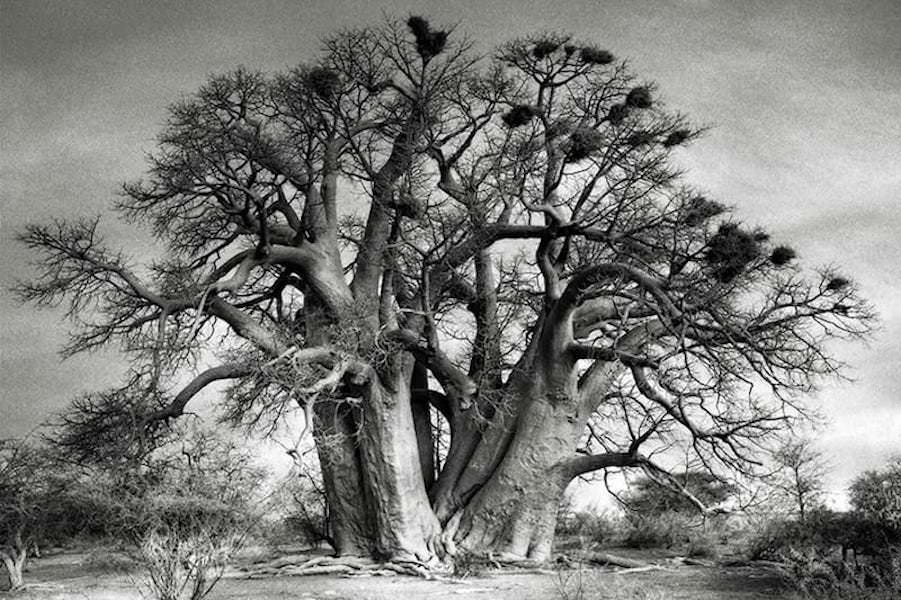 The chapman's baobab
