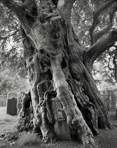 The crowhurst yew