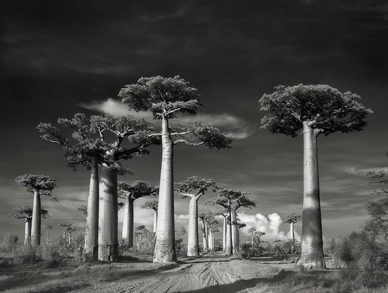 Avenue of the baobabs