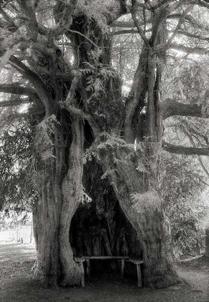 The much marcle yew