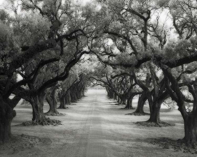 Avenue of oaks