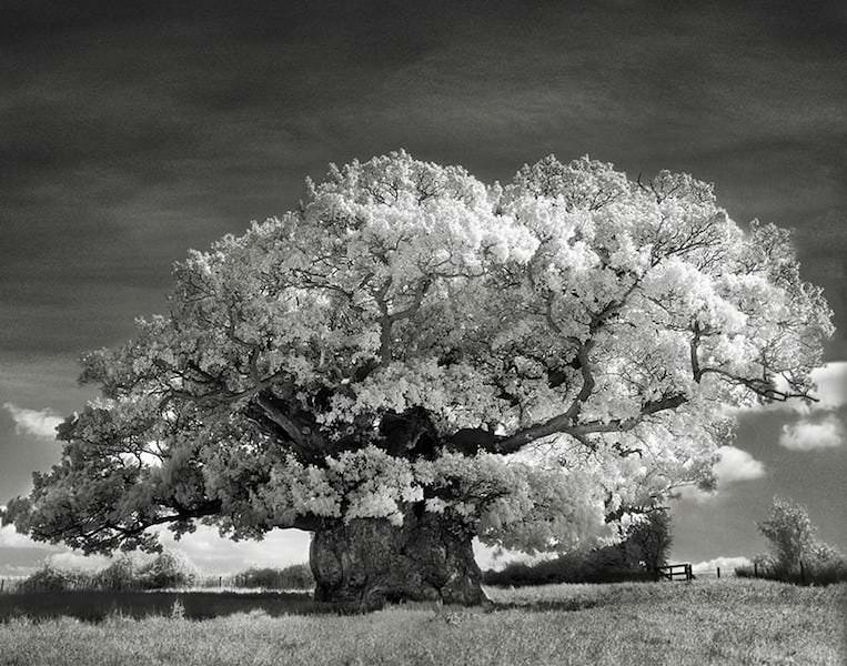 The bowthorpe oak