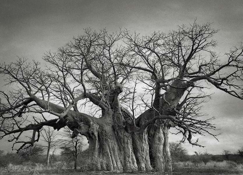 The bufflesdrift baobab