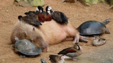 Animals with Capybaras