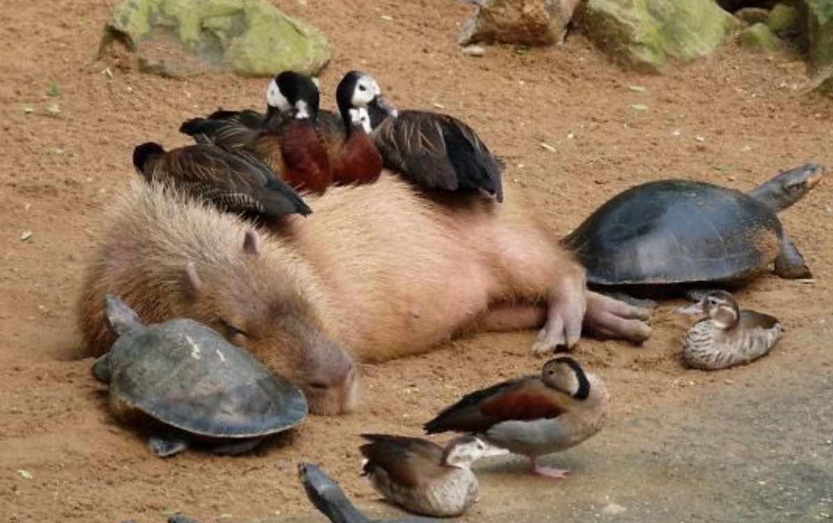 Animals with Capybaras