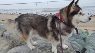 Corgi Mixed Breeds: These Adorable Cross Corgis Completely look like other Dogs