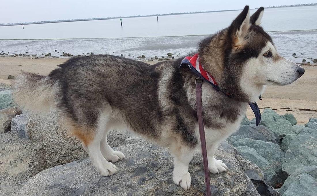 Corgi Mixed Breeds: These Adorable Cross Corgis Completely look like other Dogs