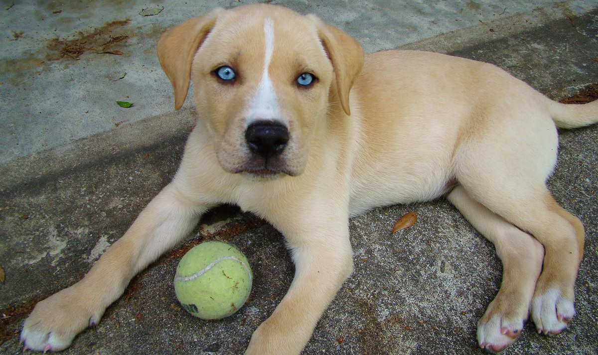Adorable Crossbreed Dogs that Will Make you Fall in Love with Them