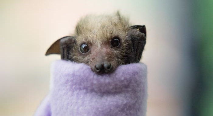 Cute Bats