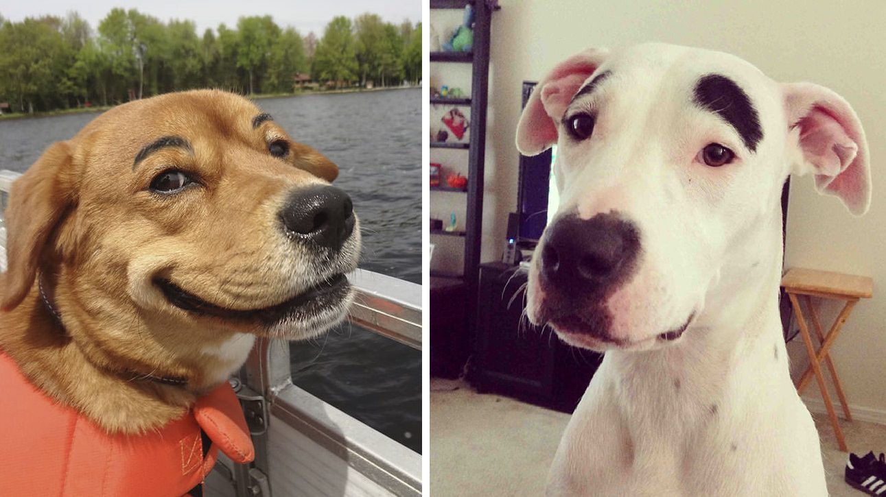 Dogs with Eyebrows