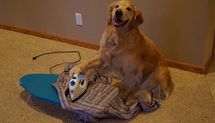 Funniest Animals Posts on Tumblr that Will Make Your Day