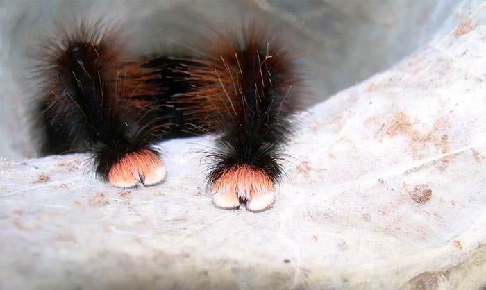 Spider Paws