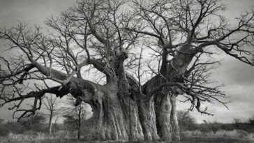 World's Oldest Trees