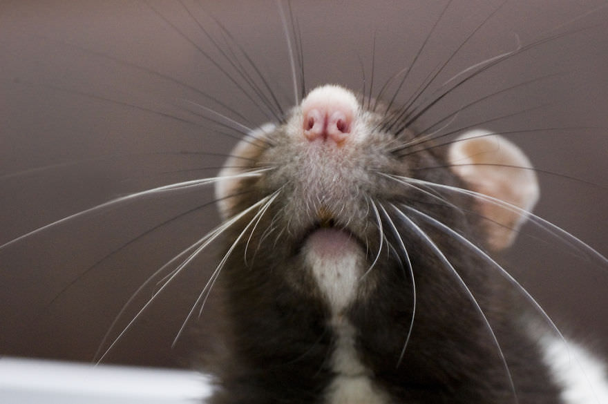 Cute Photos of Rats that will Make you fall in love with their innocence and Beauty