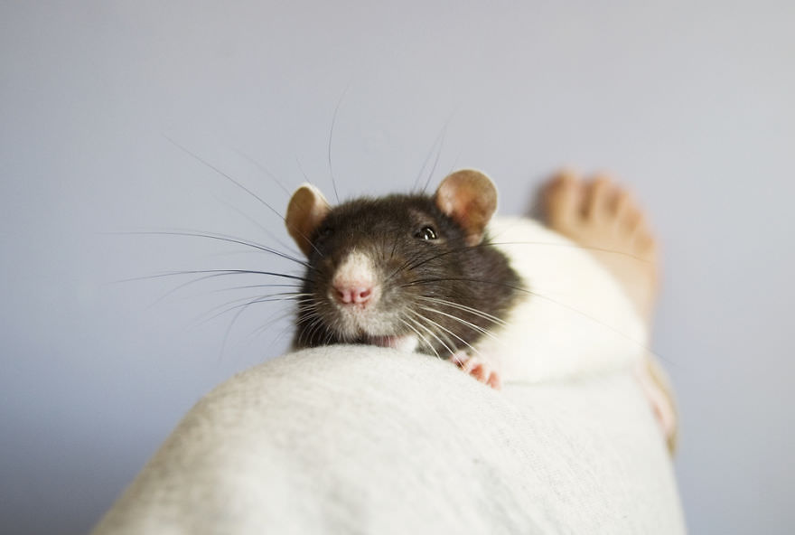 Cute Photos of Rats that will Make you fall in love with their innocence and Beauty