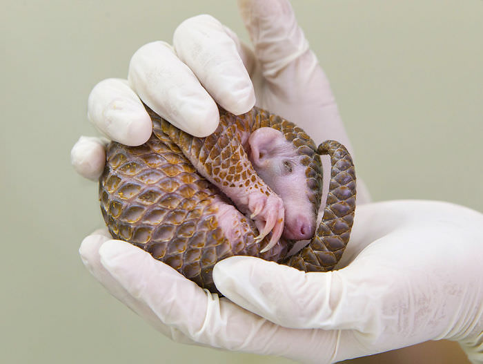 Pangopups: Interesting Facts and Adorable Photos of Baby Pangolins