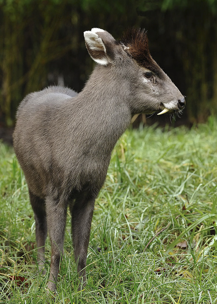 Tufted Deer