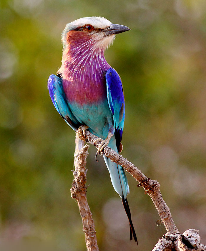 Lilac-Breasted Roller