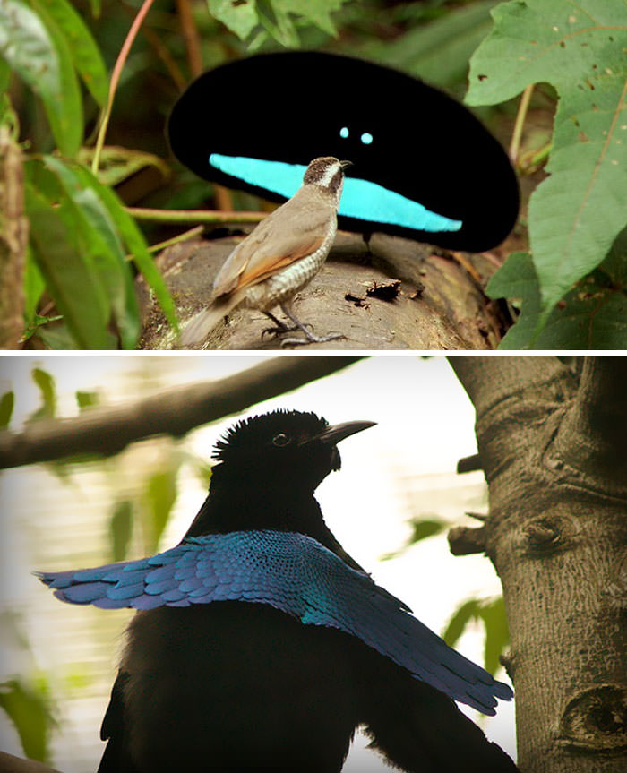 Superb Bird-Of-Paradise