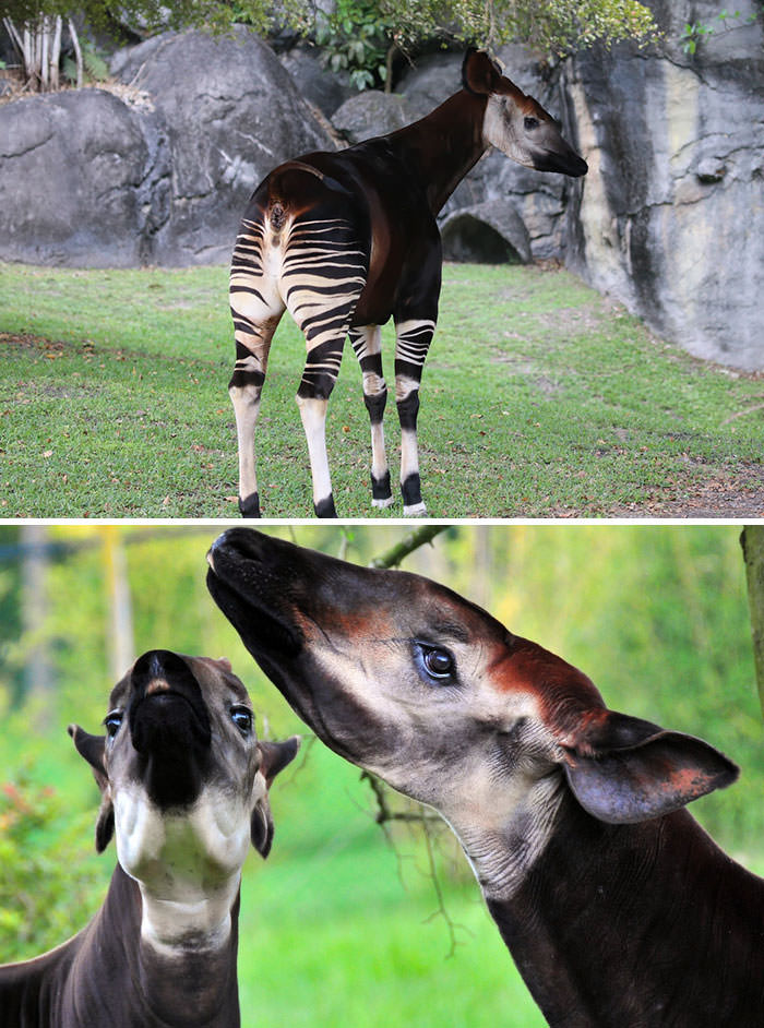 Okapi