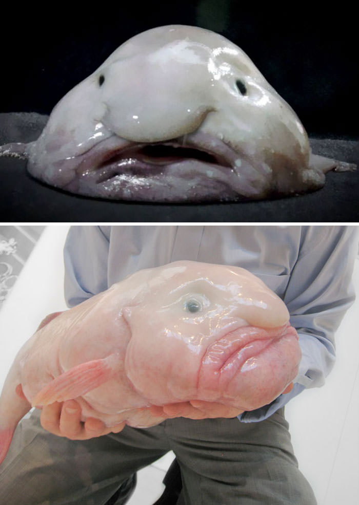 Blobfish