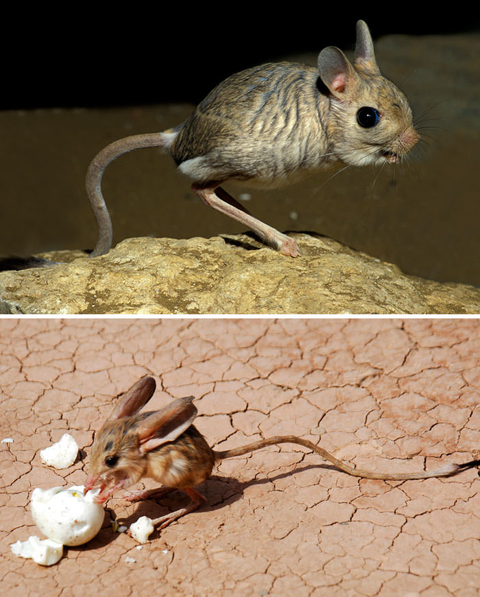 Gobi Jerboa