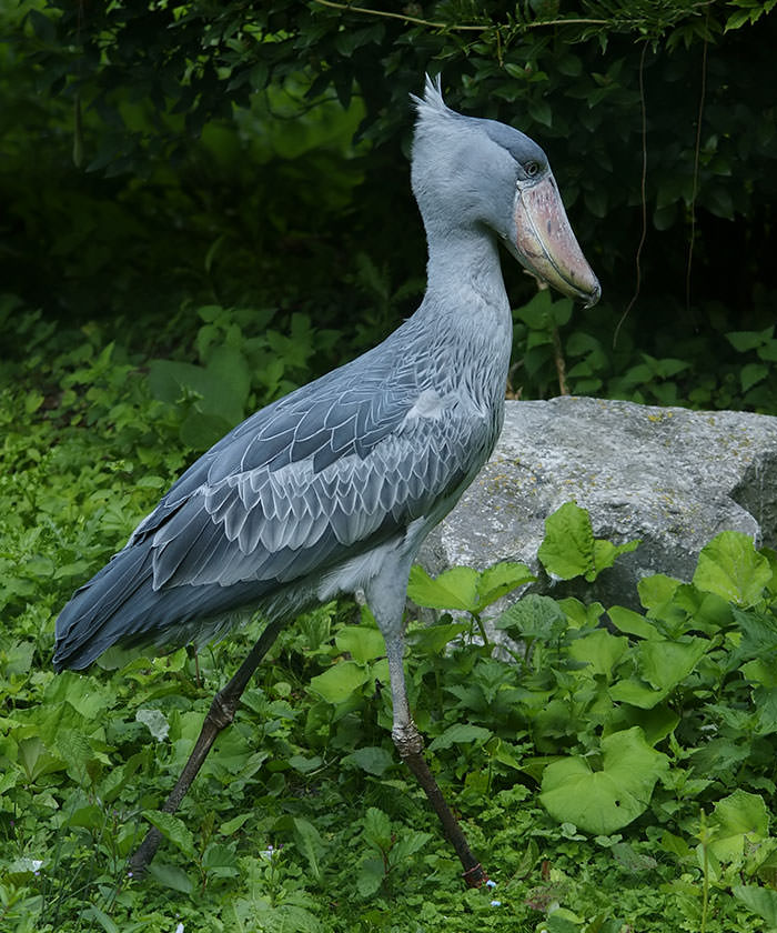 Shoebill