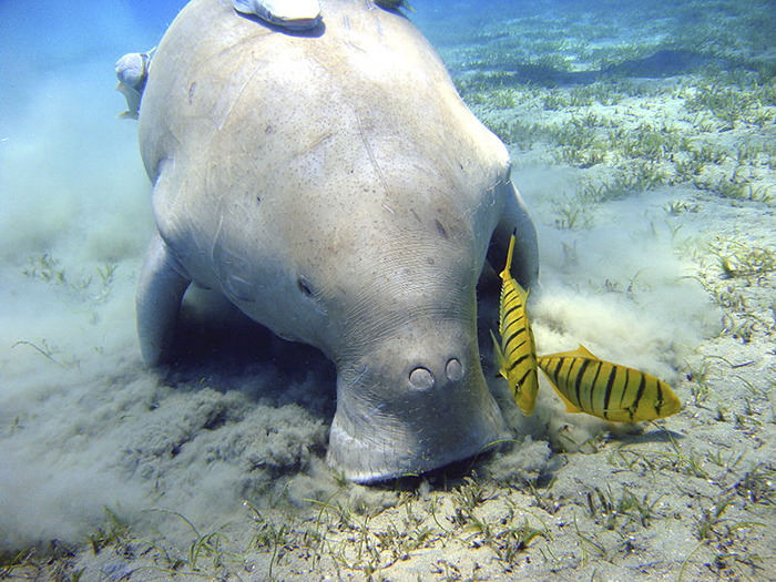 Dugong