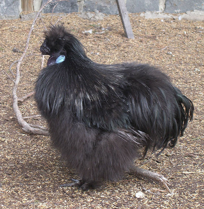 Silkie Chicken