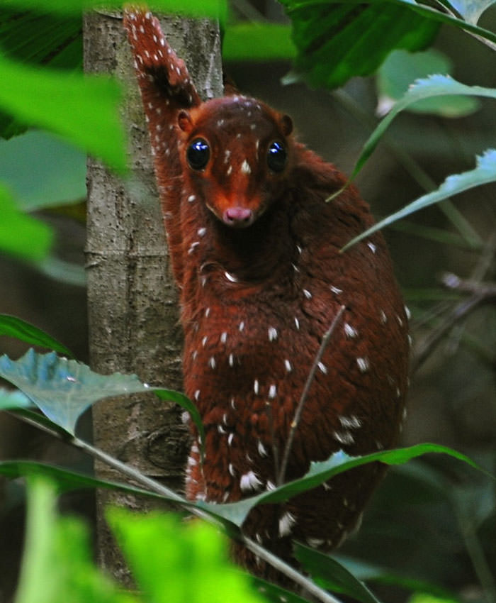 Sunda Colugo