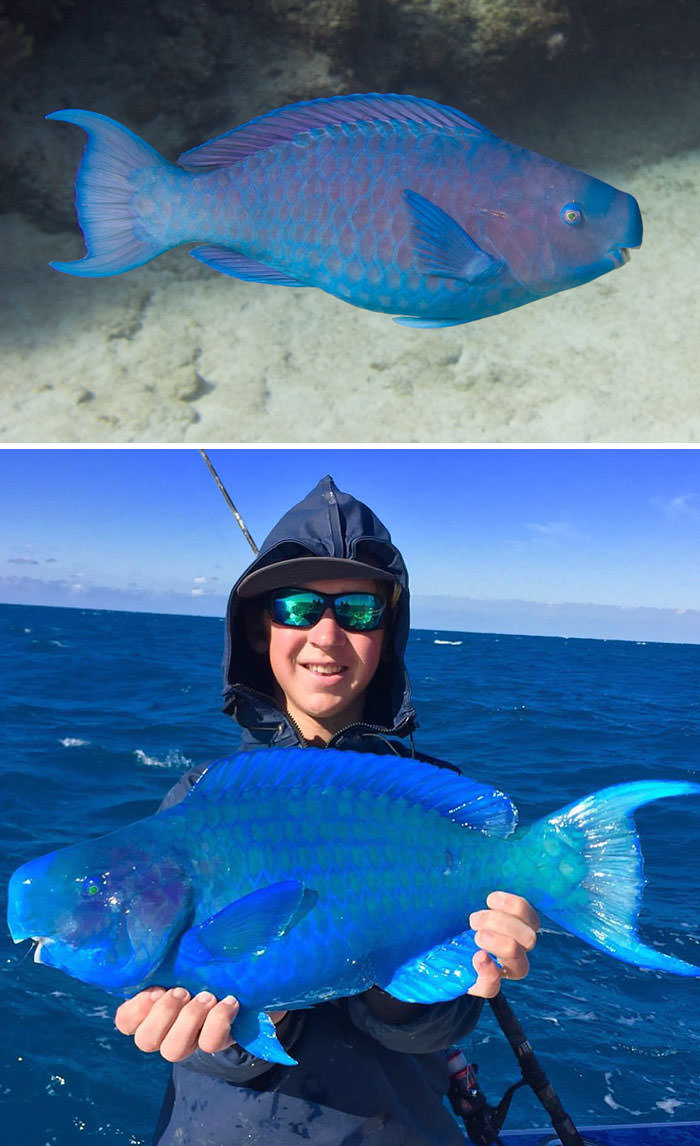 Blue Parrotfish