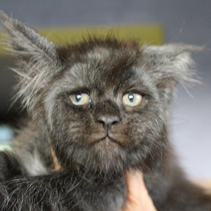 Valkyrie, An Adorable Fluffy cat with a Human-like Face