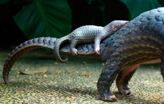 Pangopups Baby Pangolins