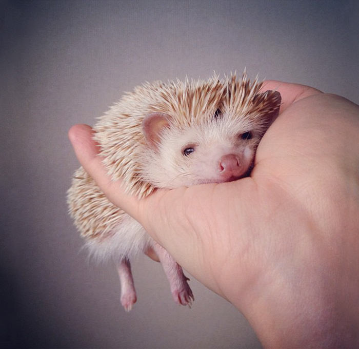 Little hedgehog named darcy