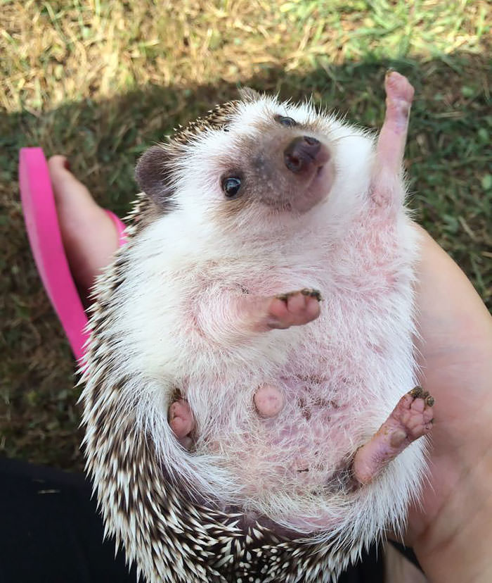 I showed my friend (who owns a hedgehog) the "enthusiastic hedgehog" meme. Two days later she sent me this pic