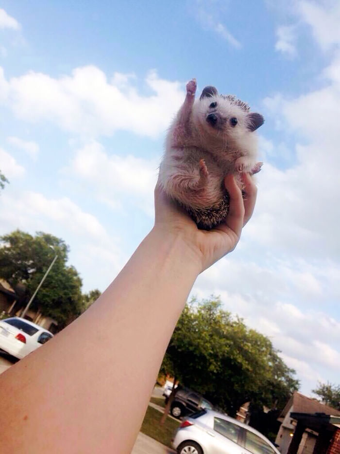 Hedgehog to the sky!