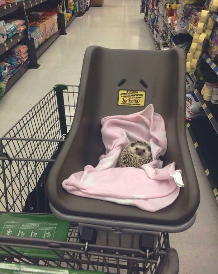 I take my hedgehog grocery shopping, and no one tells me to stop