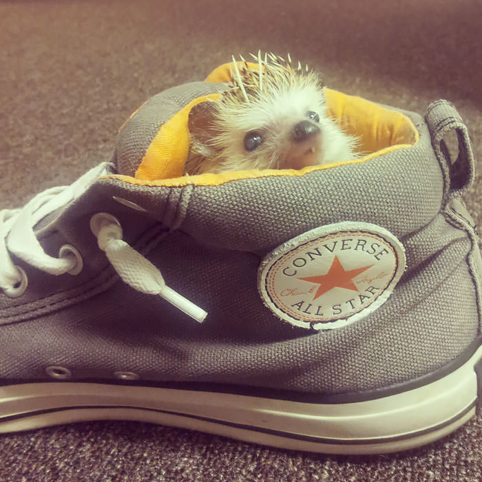 My scraggly one toothed hedgehog found his way into my shoe. I guess it's his now