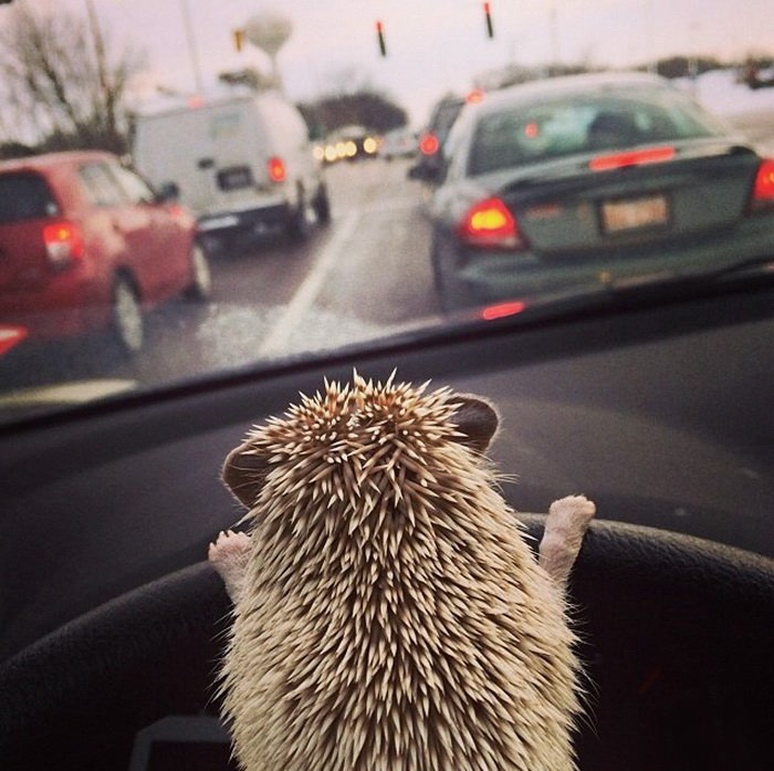My hedgehog drives me everywhere