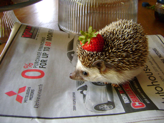 A hedgehog with a strawberry on its head