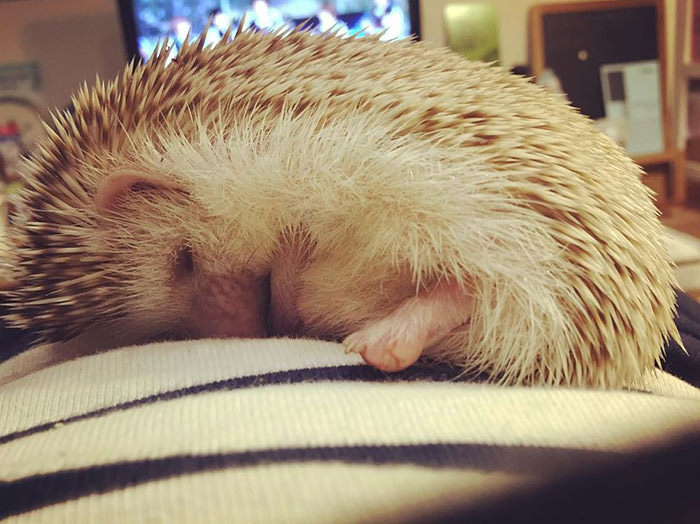 Hedgehog beauty sleep