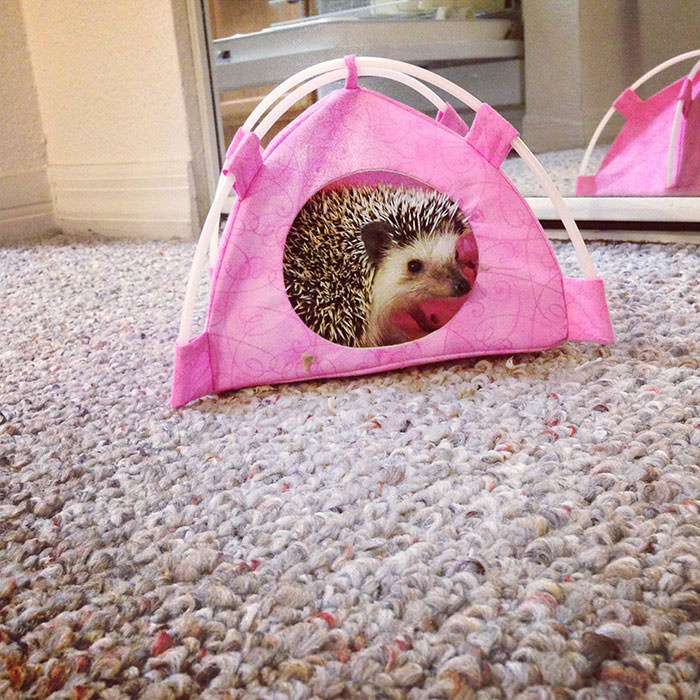Penelope the hedgehog in her new pink tent!