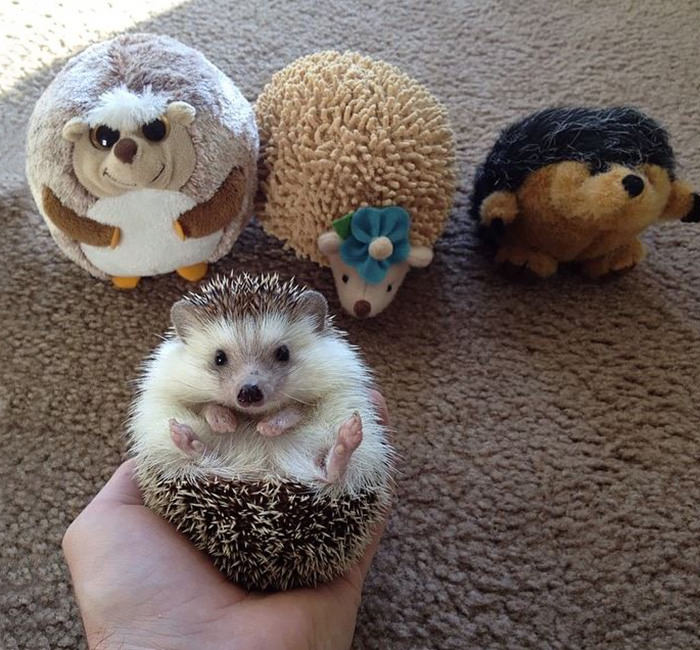 When the parents are gone for the day the hedgehogs will play!
