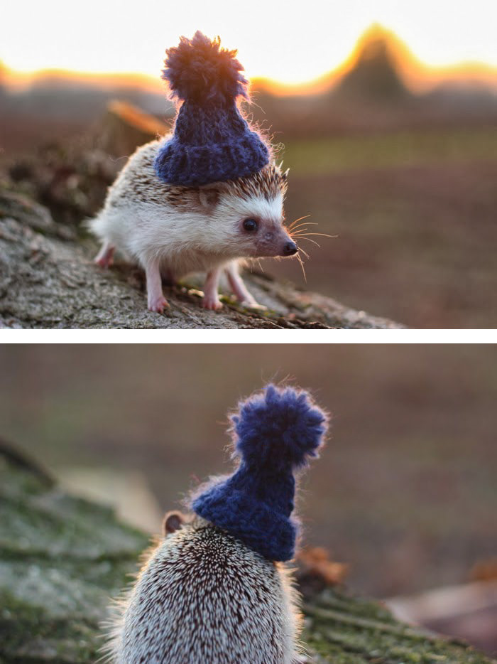 Hedgehog wearing a tiny knitted pom pom hat