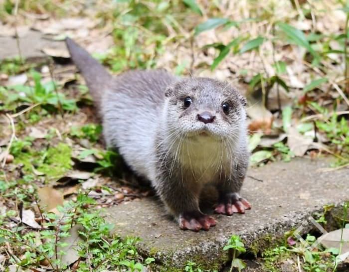 Interesting Facts and Adorable Photos of Baby otters that will Melt your Heart