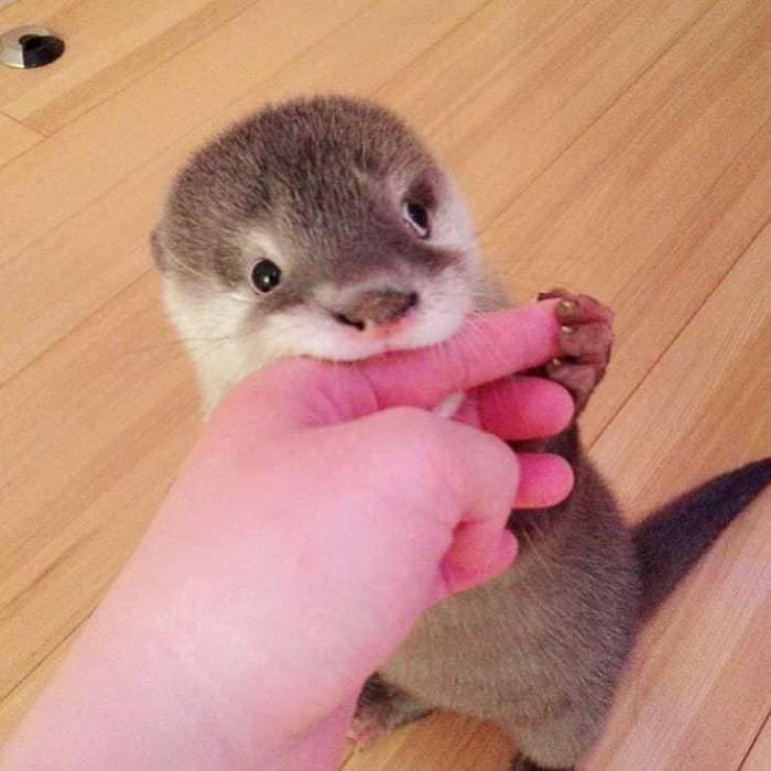 Interesting Facts and Adorable Photos of Baby otters that will Melt your Heart