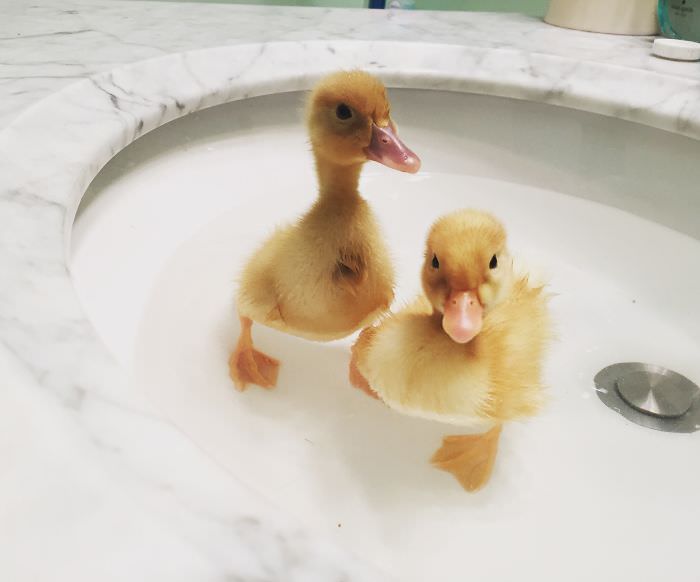 Adorable Photos of Ducks and Ducklings that will Make your Day