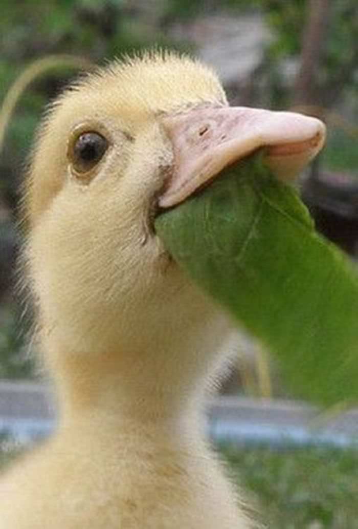 Adorable Photos of Ducks and Ducklings that will Make your Day