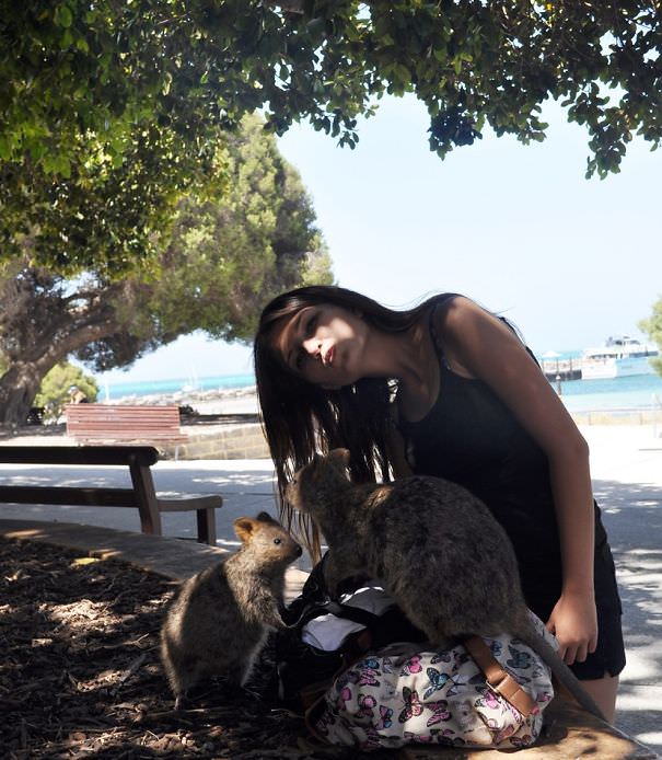 Stunning Quokka Selfies with People that will make your day